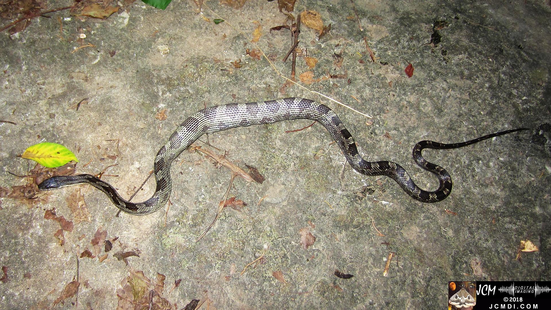 A Gray Ratsnake with very full belly, filmed in Tennessee